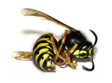 Wasp nest destruction result